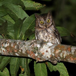 The newly-discovered Rinjani scops owl, or Otus jolandae.