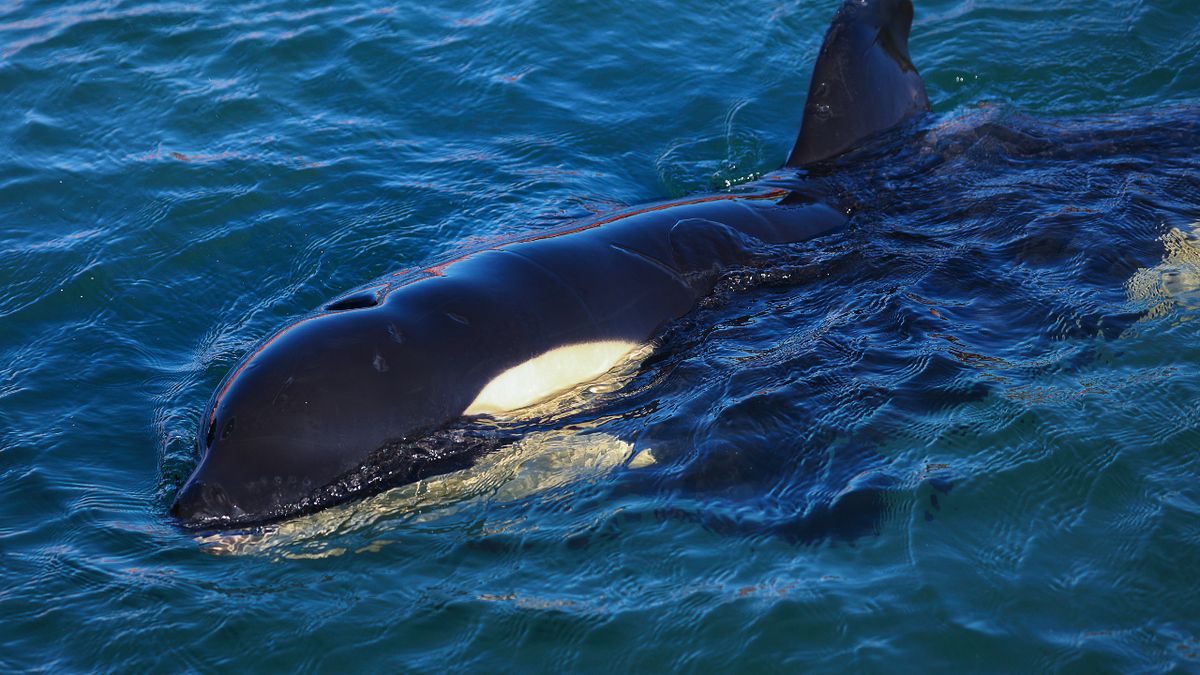 An orca in the sea