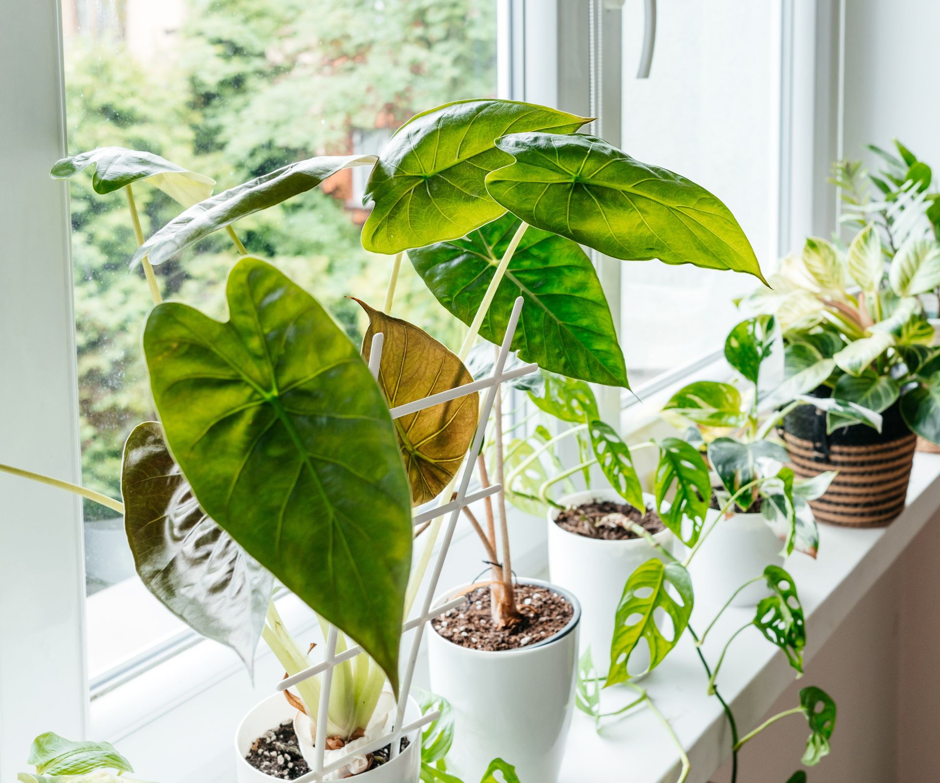 How To Keep Houseplants Warm In Winter 5 Expert Methods Homes And how-to-keep-houseplants-warm-in-winter-5-expert-methods-homes-and