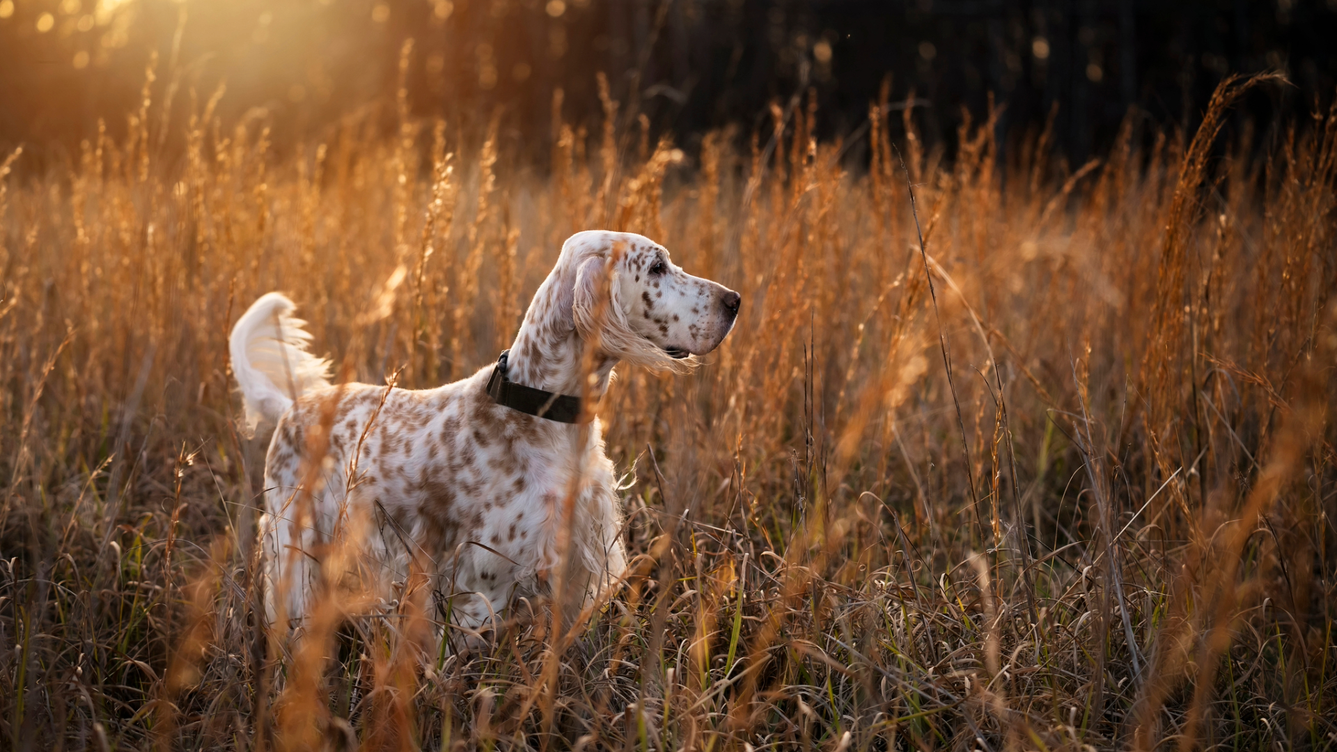 An English Setter in a field