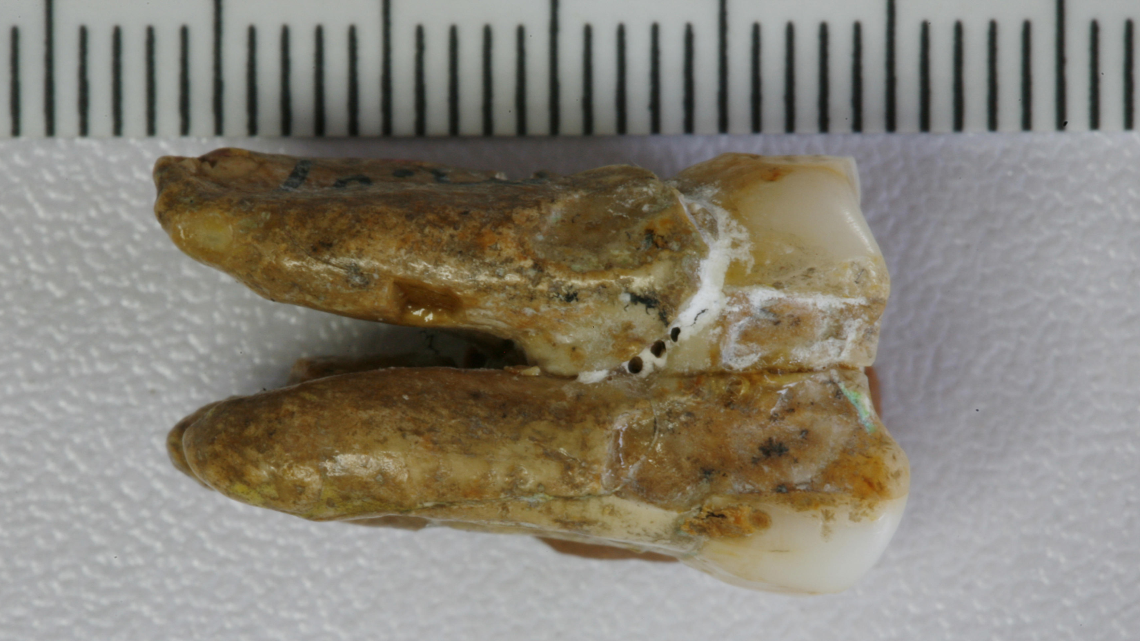 an ancient hominin tooth lies on a white background with a metric scale alongside