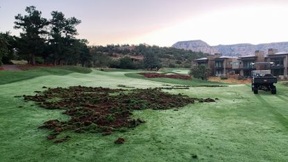 A picture of the damage caused by javelina at Seven Canyons Golf Club in Arizona