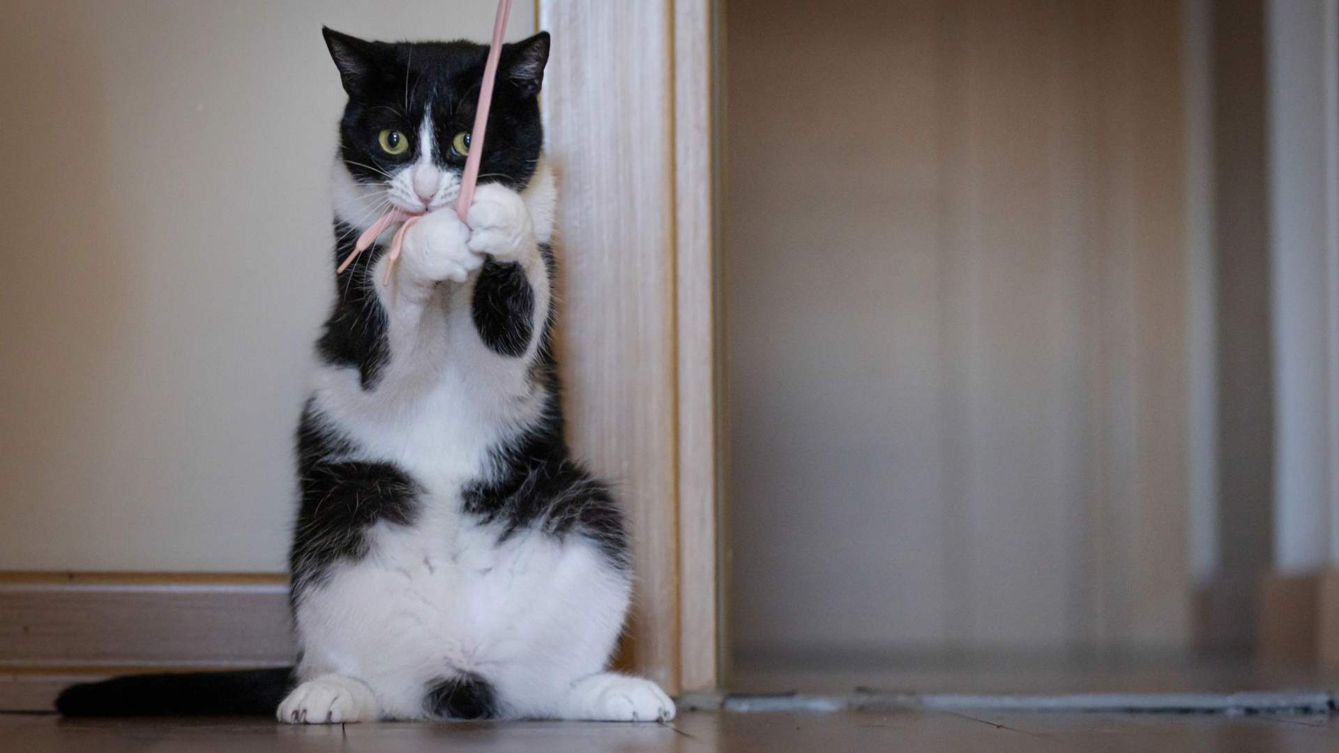 A cat eating some string while standing on its back legs