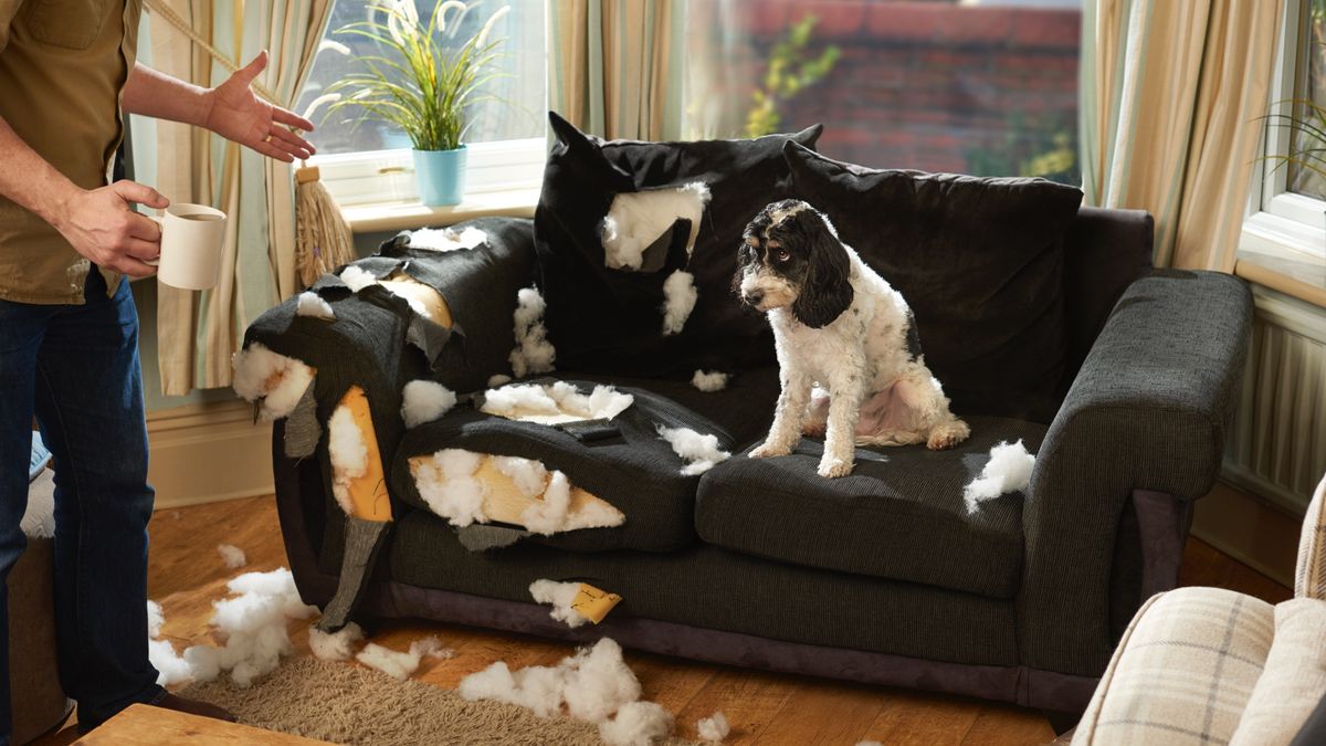 Man holding cup of coffee is telling off his guilty-looking dog who is sat on chewed up couch