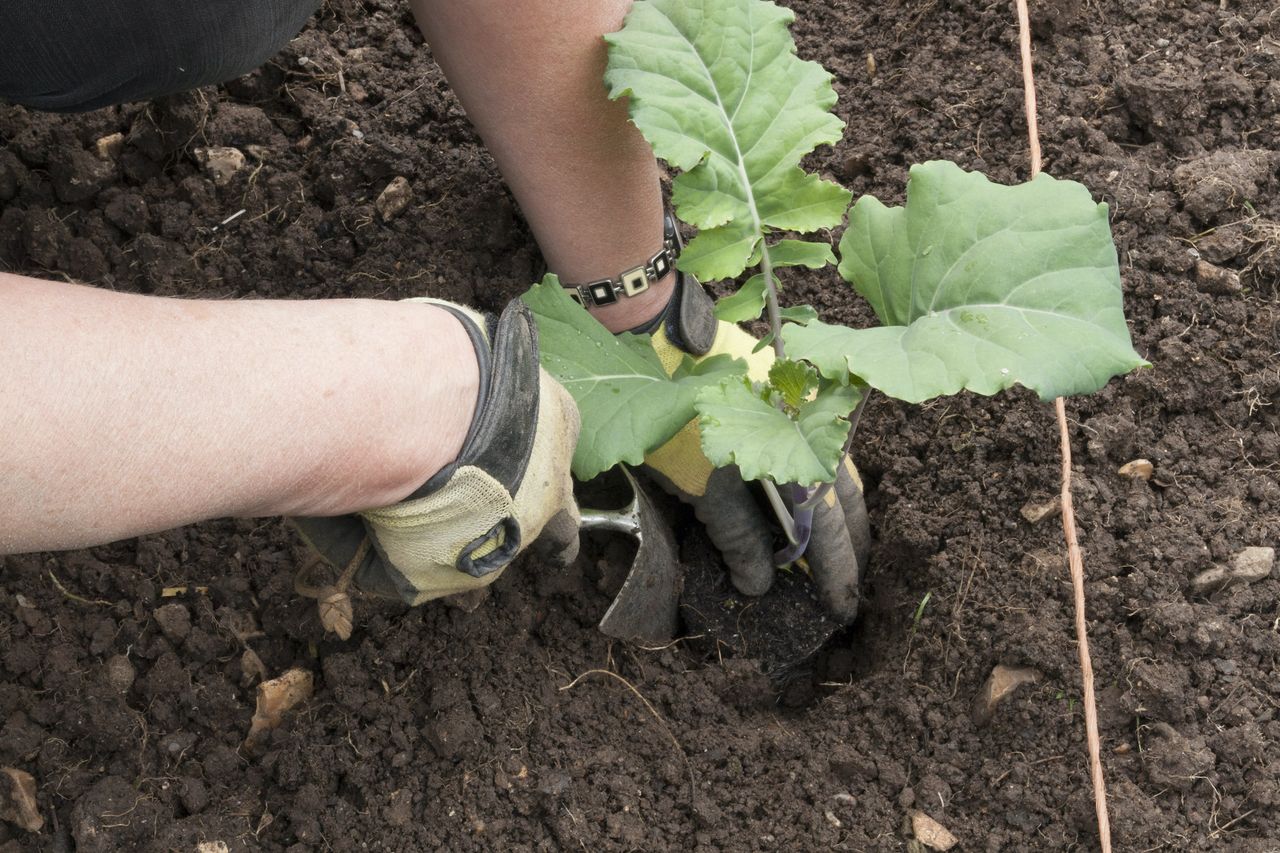 When to plant broccoli: for the best and biggest harvest | Homes & Gardens