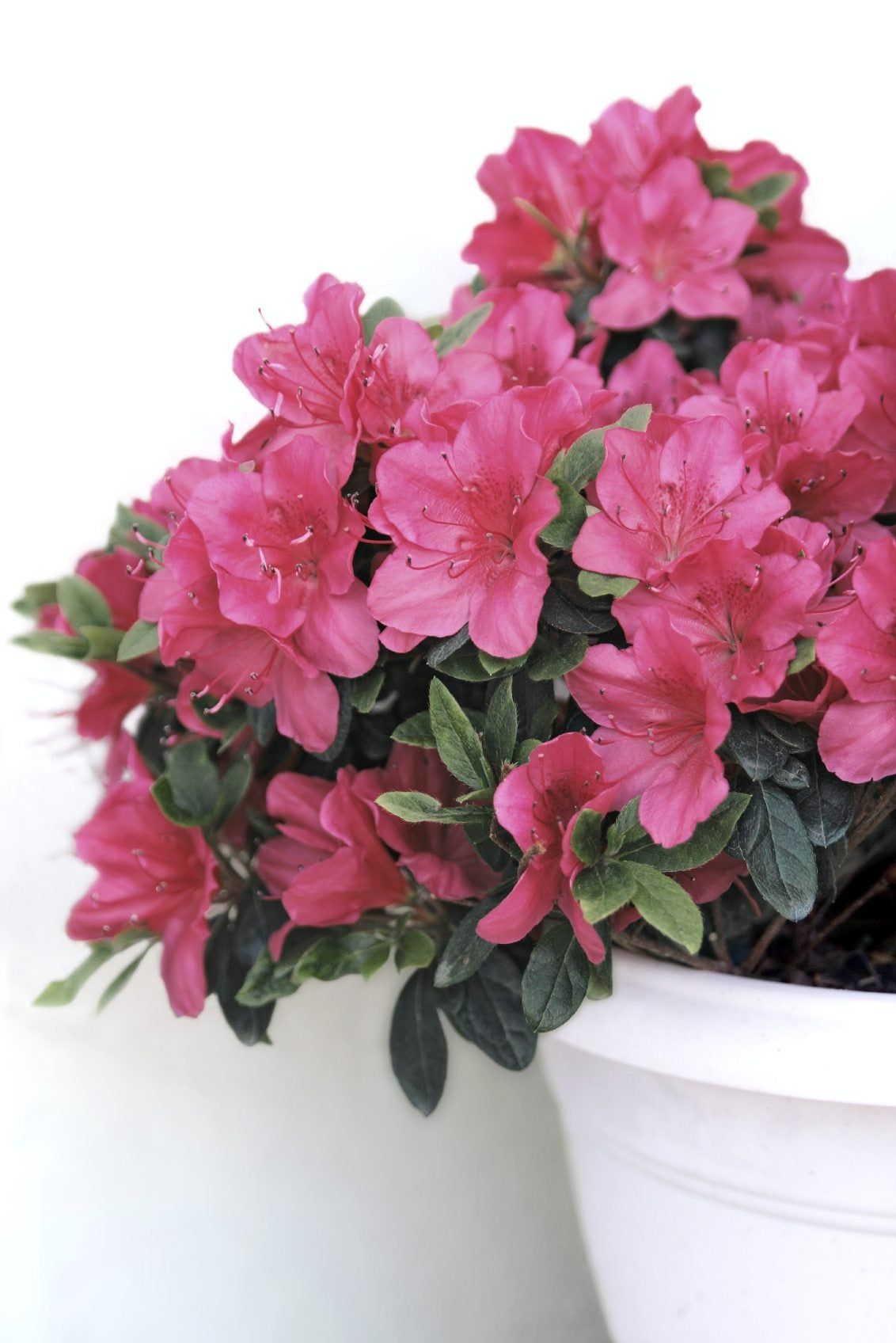 Potted Azalea Plant