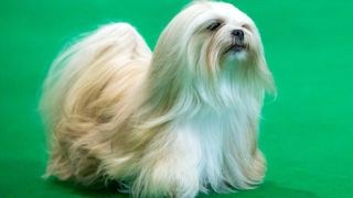 Lhasa apso at dog show