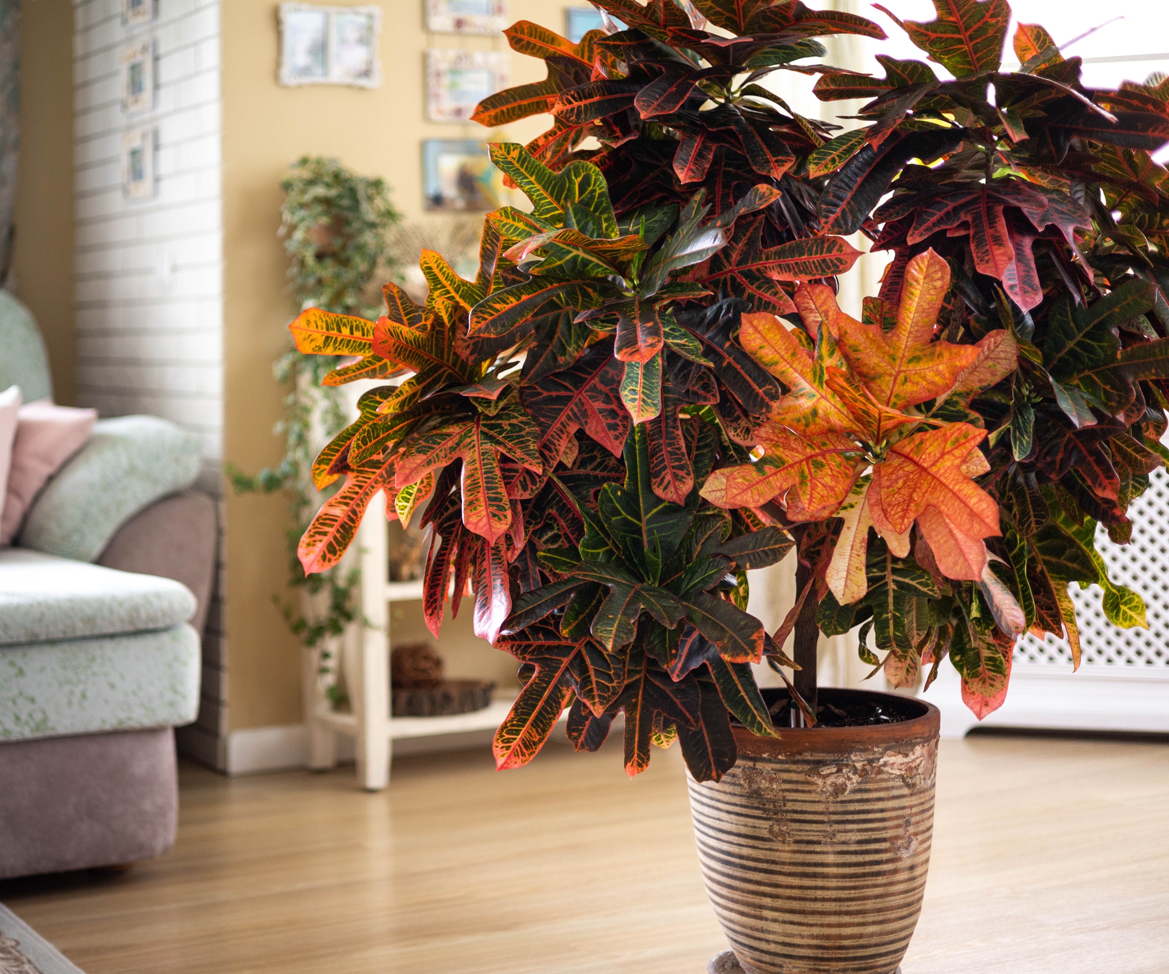 Croton in living room