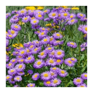 A bunch of purple fleabane flowers