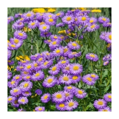 Fleabane Flower is the Perfect Whimsical Touch for a Backyard | Livingetc