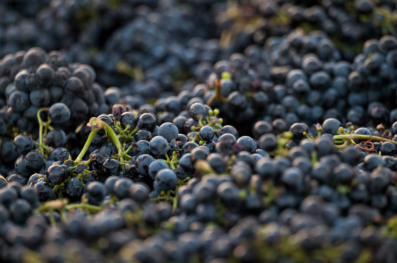 Image of Zinfandel grapes at harvest.
