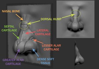 Sculpt of a nose with anatomical references