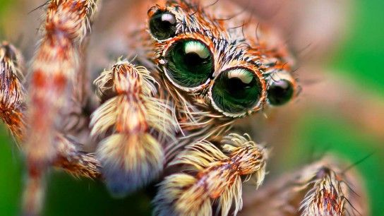 030516-wd-spidersex.jpg