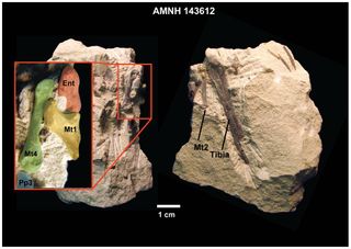 &lt;i&gt;Notharctus tenebrosus&lt;/i&gt; fossil