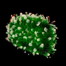 Microphotograph Small Intestinal Section from Mouse