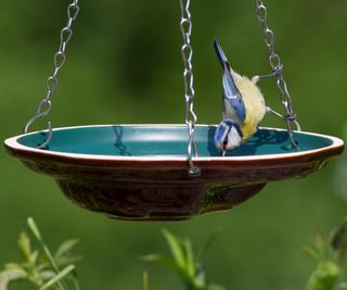 A blue tit perched on a hanging bird bath