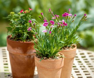 Three terracotta pots with small pink flowers in them