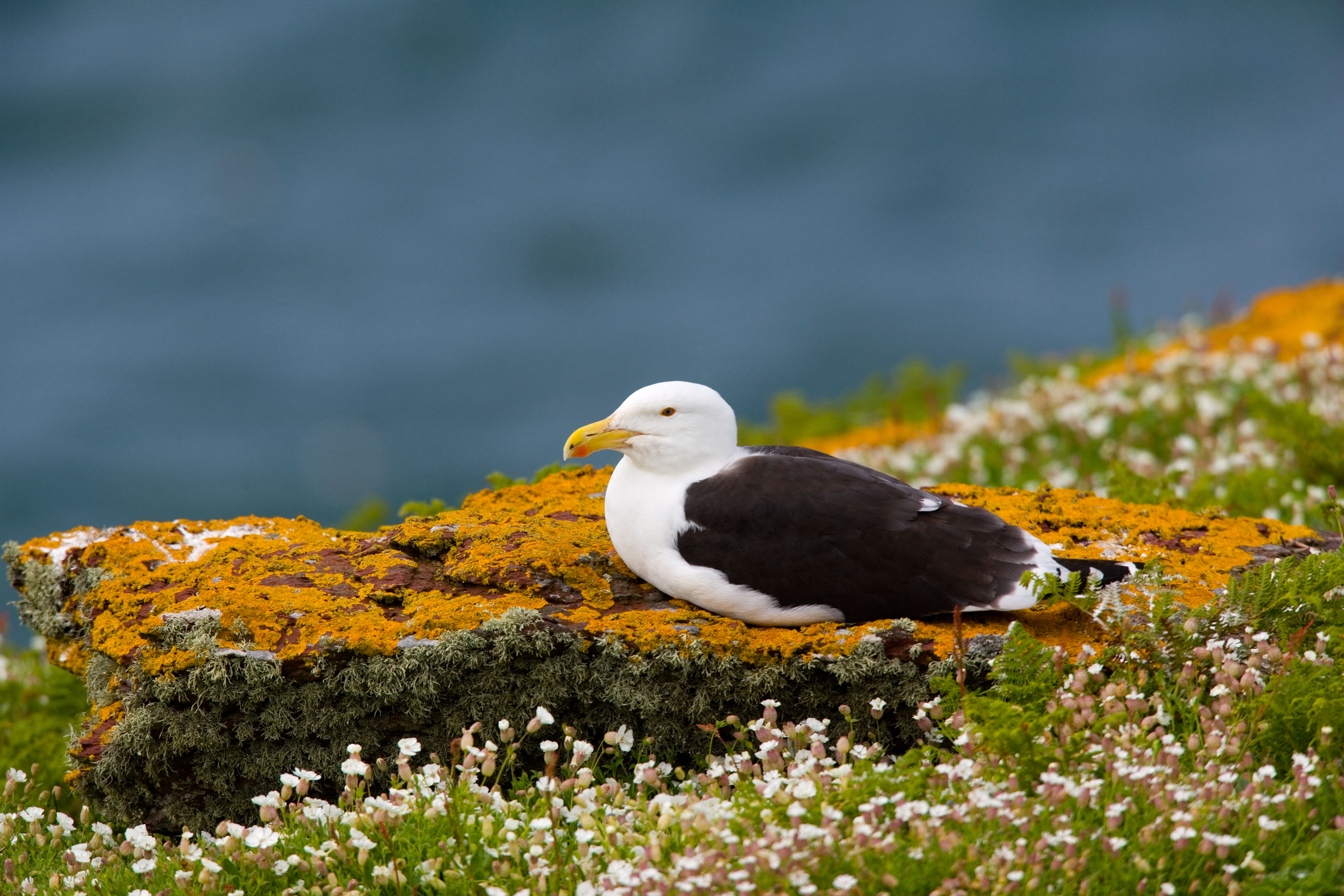 Large gull