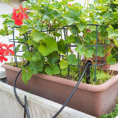 Drip watering irrigation system in terracotta planter