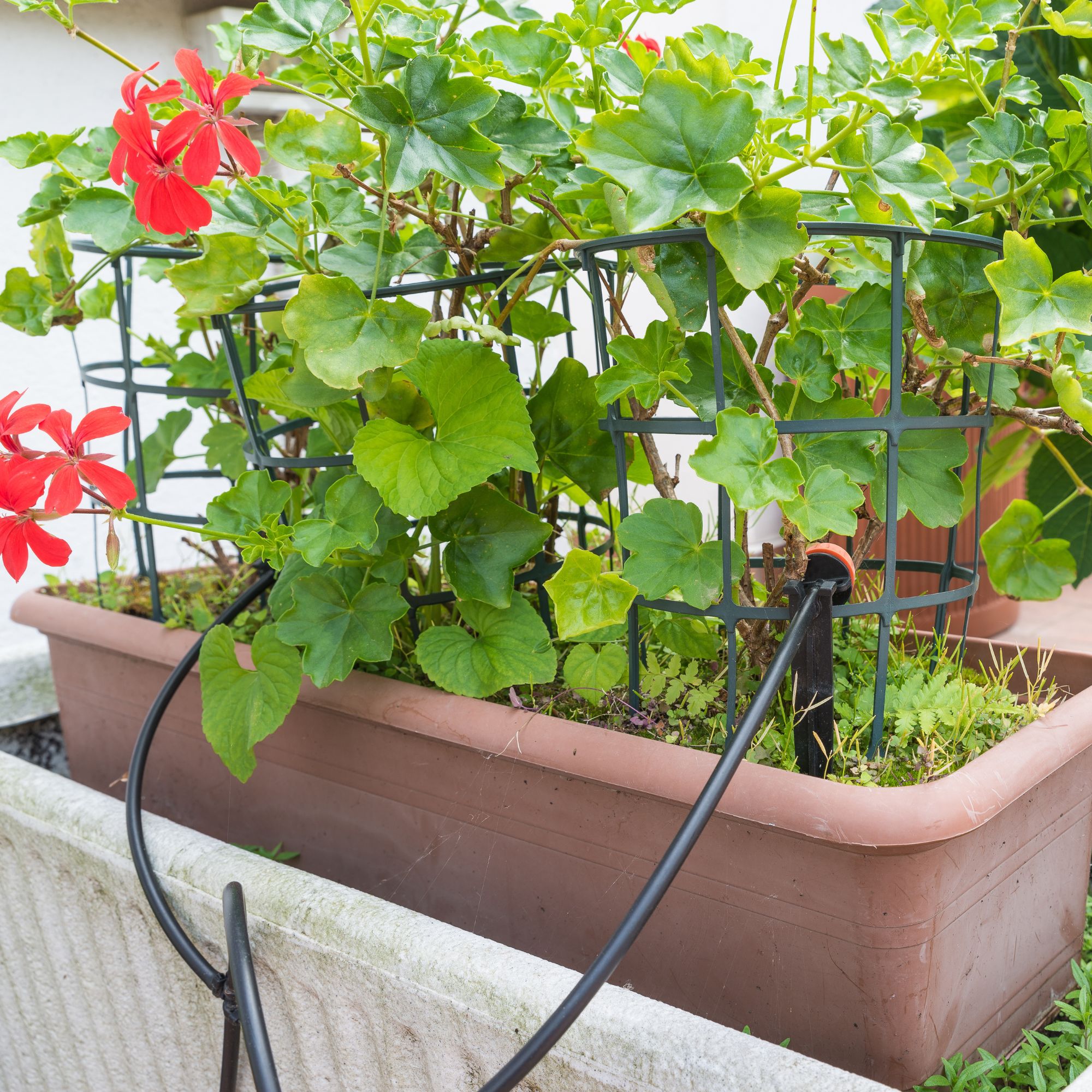 Drip watering irrigation system in terracotta planter