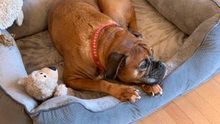 Dog chilling in its bed