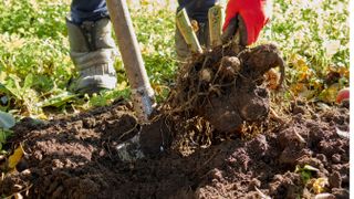 Digging up bulbs in soil