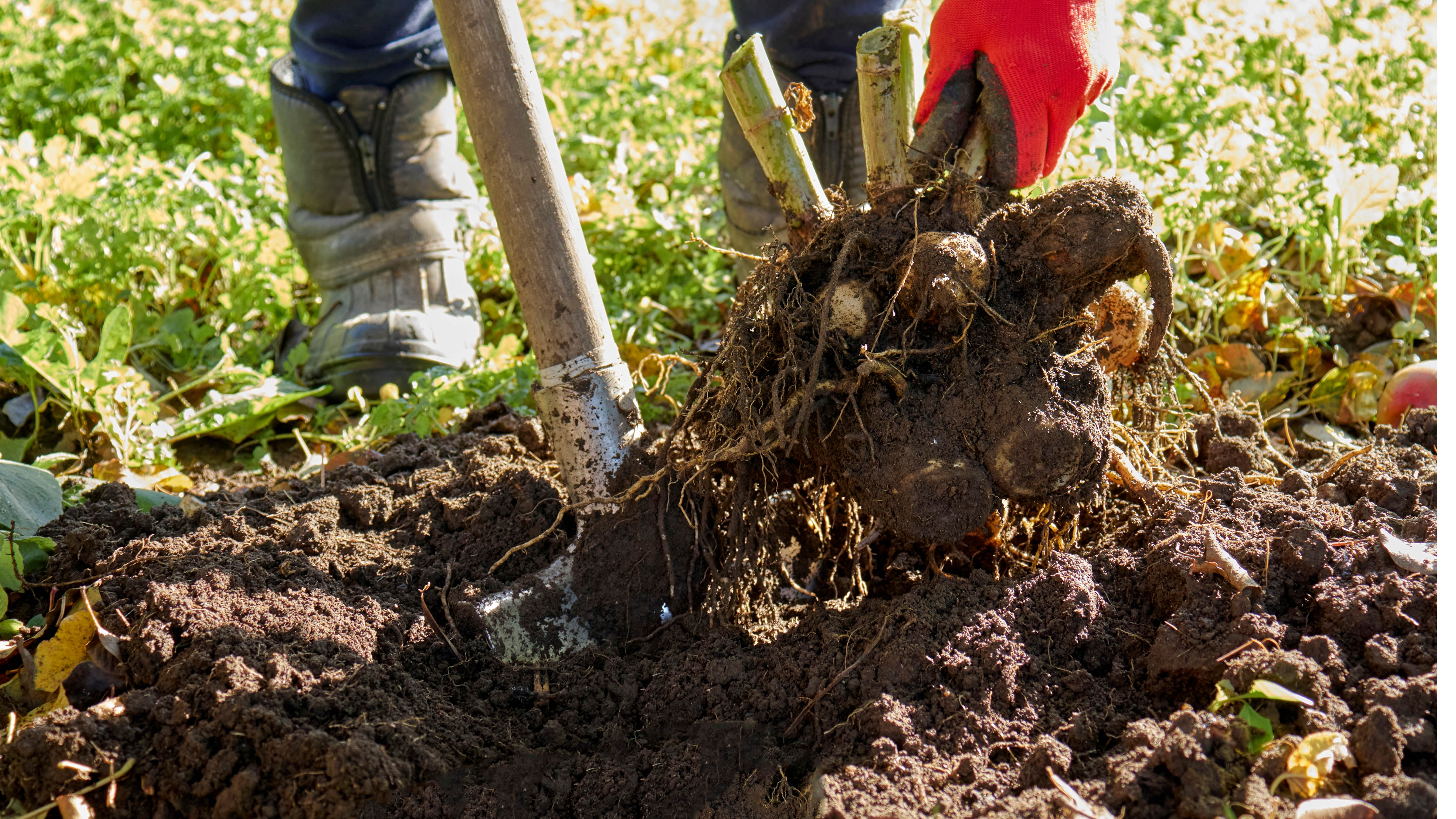 Выкапывание луковиц в почву