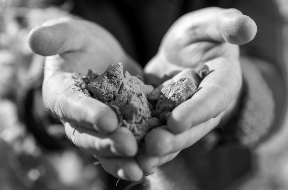 Fine Maslin sandy soil &amp;ndash; Blewitt Springs