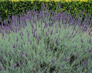 Lavender Sawyers growing in bee friendly garden