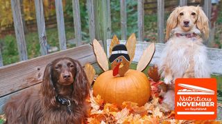 Thanksgiving dinner for dogs