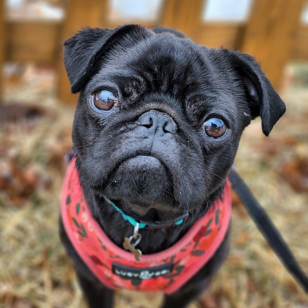 Samsung Galaxy S22 portrait mode samples