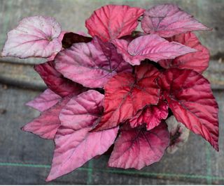 Begonia 'Red Heart'