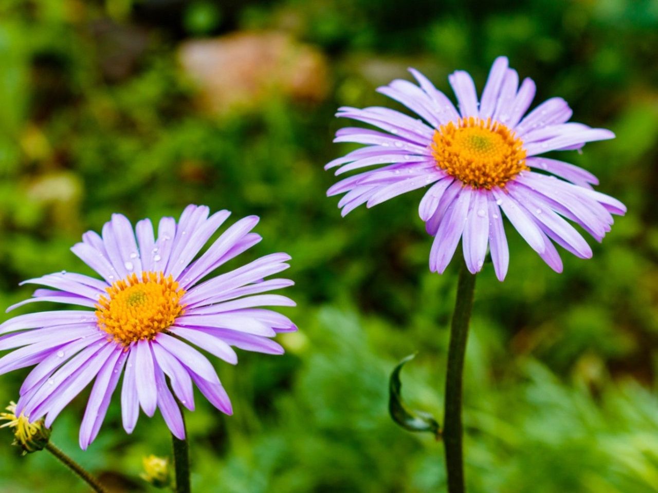 Purple Aster Tongolensis Plants