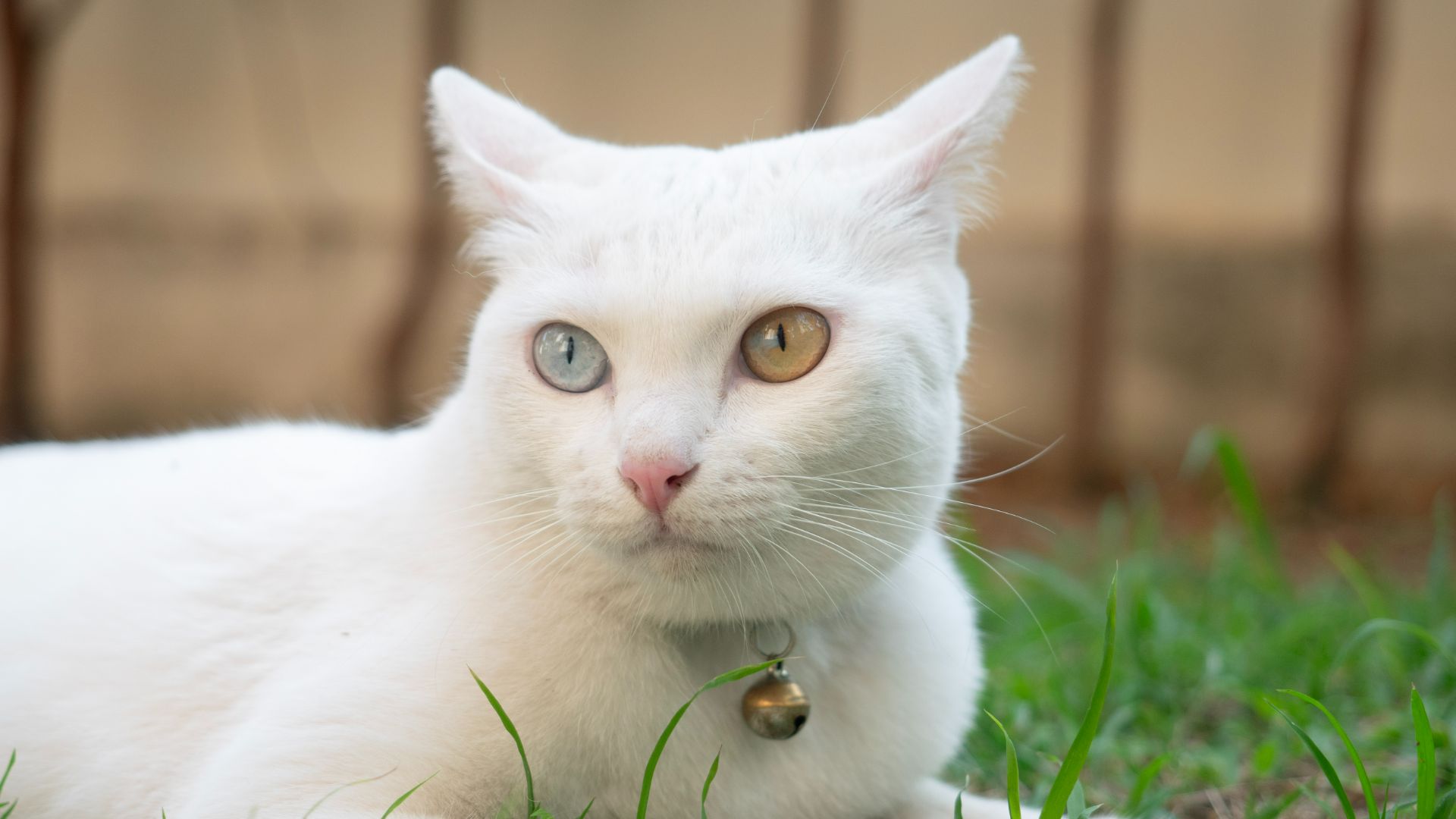 Khao Manee sitting in the grass