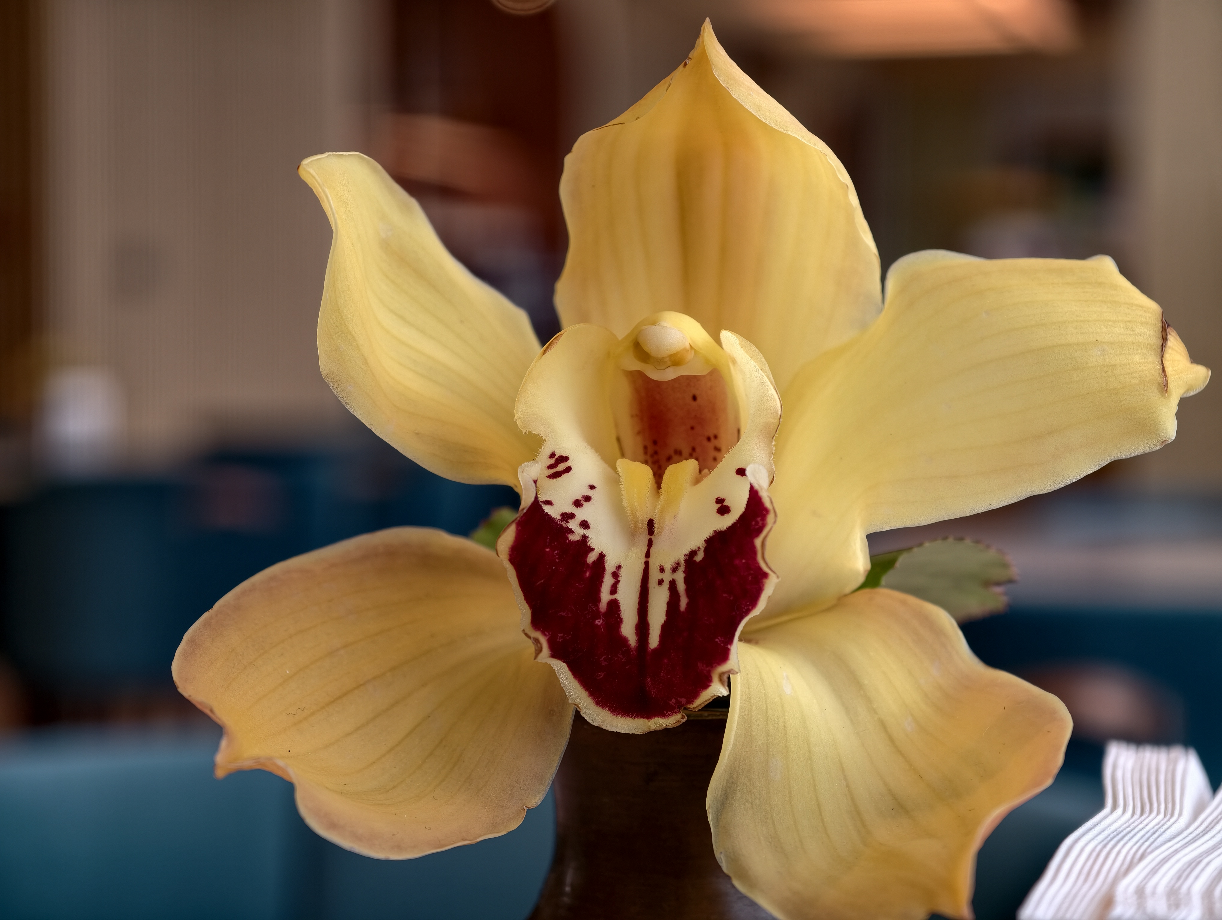 Close up of a flower taken on the vivo X300 pro