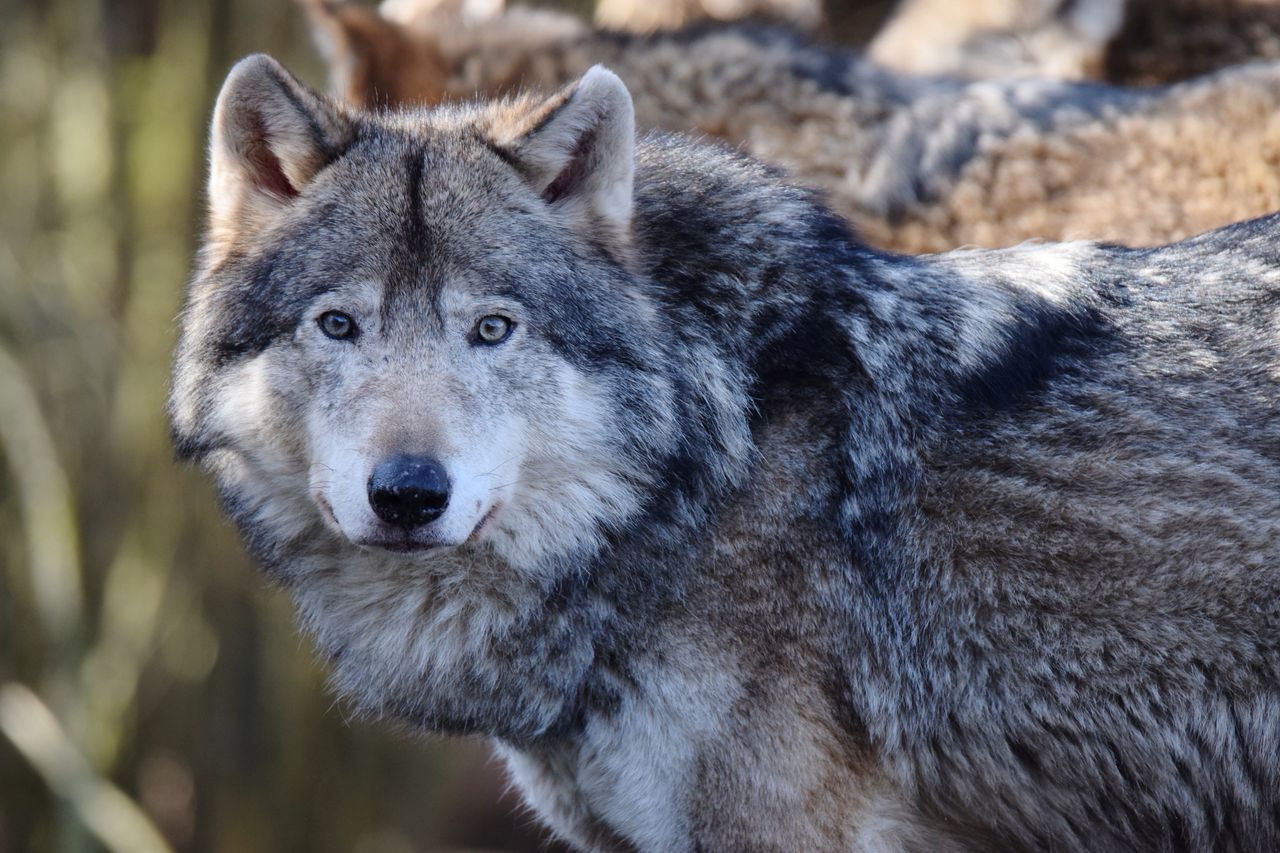 A European grey wolf seen in the Netherlands. 