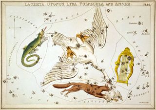 An illustration of the contellation Vulpecula (the little fox) with Anser (the goose) in its mouth. Also pictured here are Lacerta (the lizard) and Lyra (the harp). This illustration was originally published in "Urania's Mirror" in 1824 and was later engraved by the British cartographer Sidney Hall.