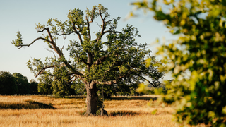 Tree in the grounds at South Lodge