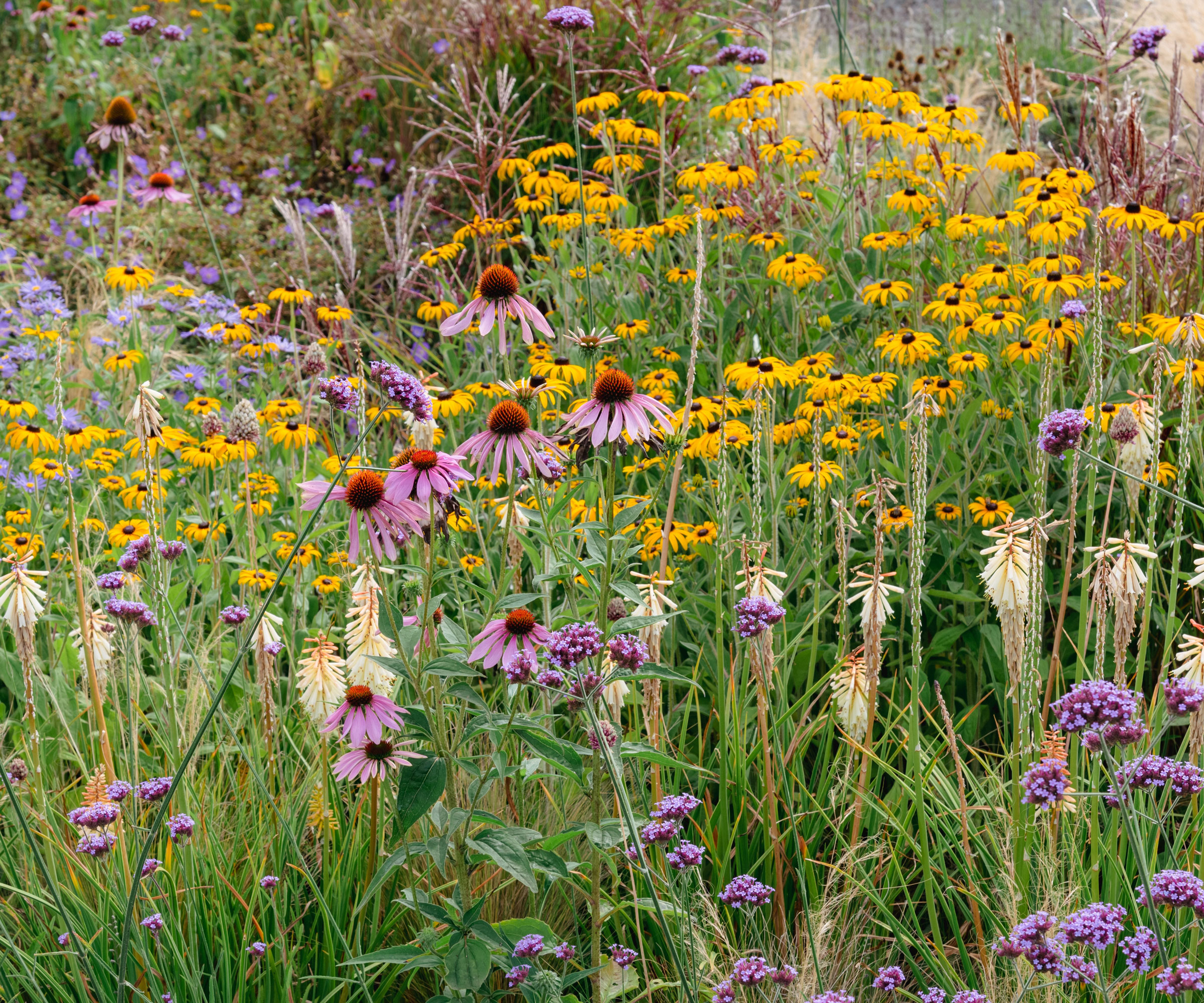 prairie plants in garden border with echinacea and rudbeckia