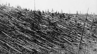 an entire hillside of fallen trees