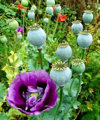 poppy flowers and seed heads ready to harvest for edible seeds