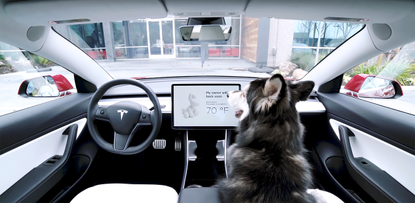 A dog in a car.