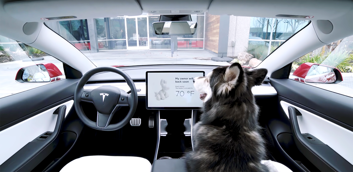 Tesla dog outlet