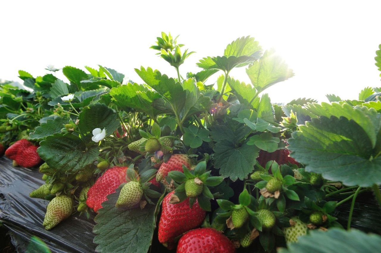 Strawberry Plant