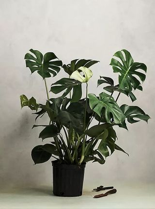 A monstera plant in a black pot.