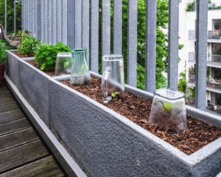 upturned glasses used to protect plants from wind and cold on a small balcony