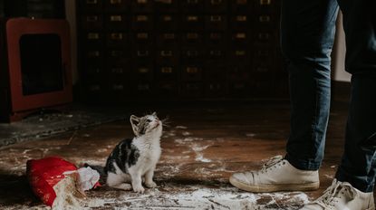 Kitten looks up at owner when caught making a mess on the floor with spilled sac of flour.