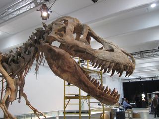 In May, Heritage Auctions began advertising a natural history auction with the 75-percent complete <em>Tarbosaurus bataar</em> as its crown jewel. David Herskowitz, natural history director for Heritage Auctions, described the 8-feet (2.4-meters) tall and