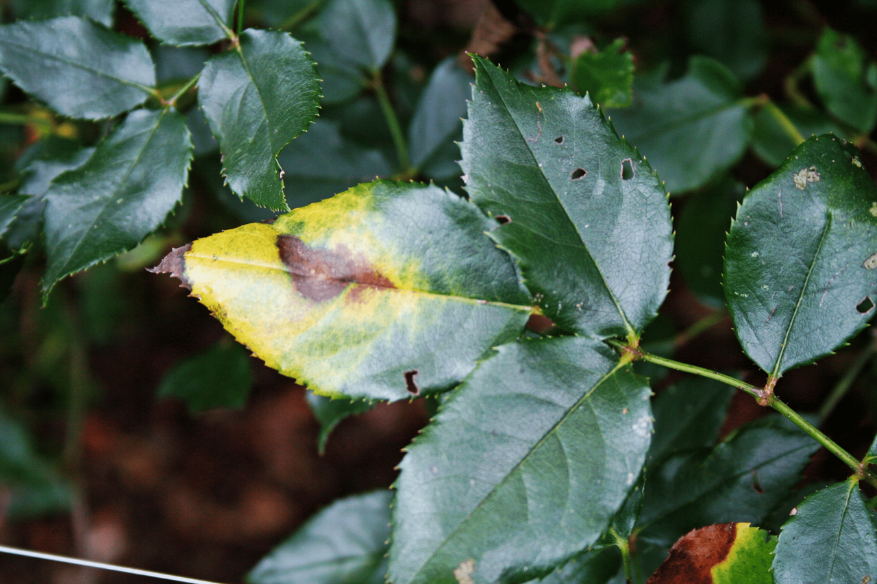 Rose Leaf Turning Yellow