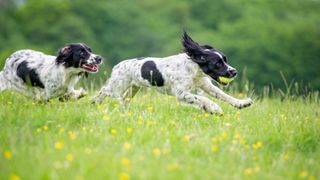 Two English springer spaniels running in meadow